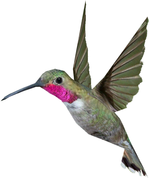 Ruby-throated Hummingbird (606x606)