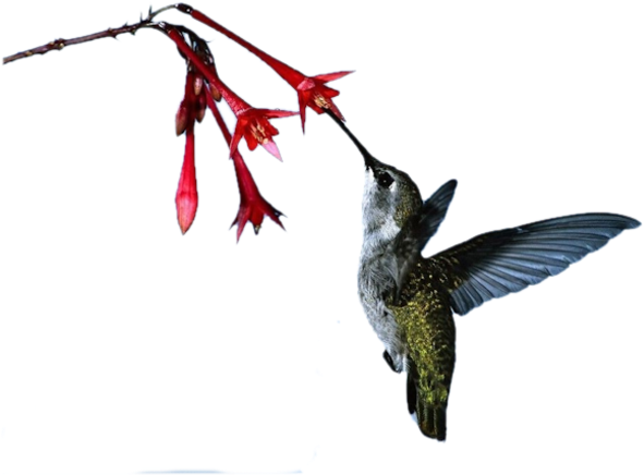 Hummingbirds And Flowers - Rufous Hummingbird (600x458)