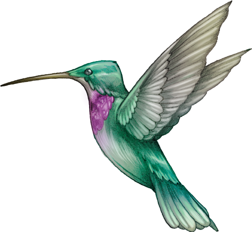Ruby-throated Hummingbird (495x456)
