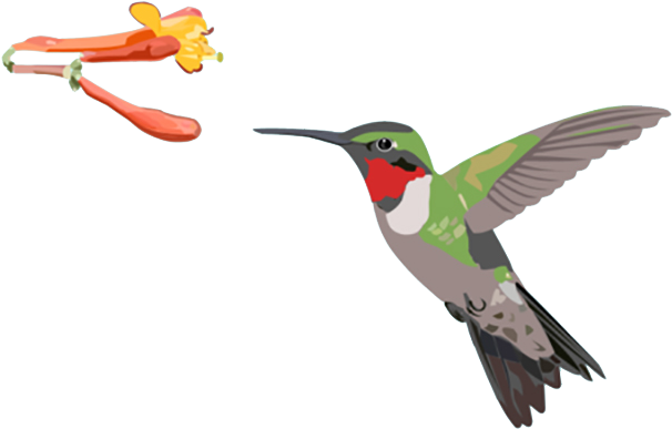 "ruby-throated Hummingbird" - Ruby-throated Hummingbird (800x571)