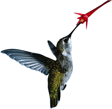 Concepts Of Biology (500x375)