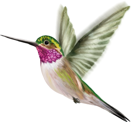Ruby-throated Hummingbird (544x500)