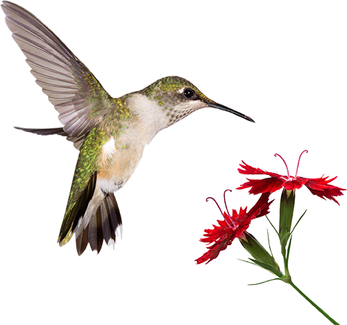 Colibri Fond Blanc (500x468)