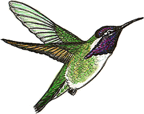 Ruby-throated Hummingbird (560x462)