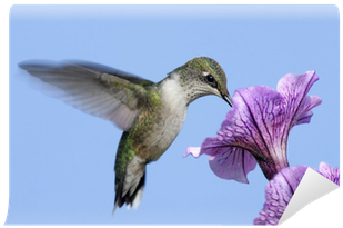 Juvenile Ruby-throated Hummingbird Wall Mural • Pixers® - Ruby-throated Hummingbird (400x400)