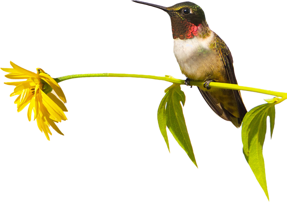 Hummingbird - Hummingbird (1000x706)