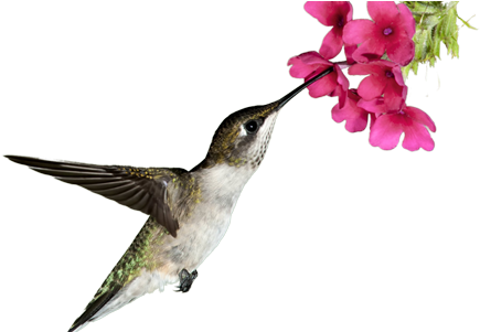 The Strengths Blog - Chassy-marguet-sheppard-shakespeare Songs (cd) (455x300)