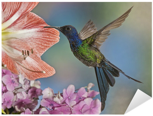 Hummingbird Çatal Kuyruklu Çıkartması Pixerstick • - Luxlady Inc Luxlady Large Tablemat Image Id 30820427 (400x400)