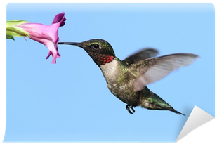 Male Ruby-throated Hummingbird Wall Mural • Pixers® - Premium Poster: Male Ruby-throated Hummingbird (archilochus (400x400)
