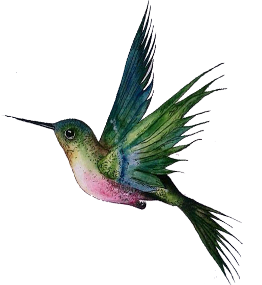 Resultado De Imagen Para Imagenes De Colibrã Png - Райская Птица Пнг (558x558)