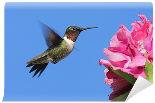 Carta Da Parati Maschio Ruby-throated Hummingbird • - Ruby-throated Hummingbird (400x400)