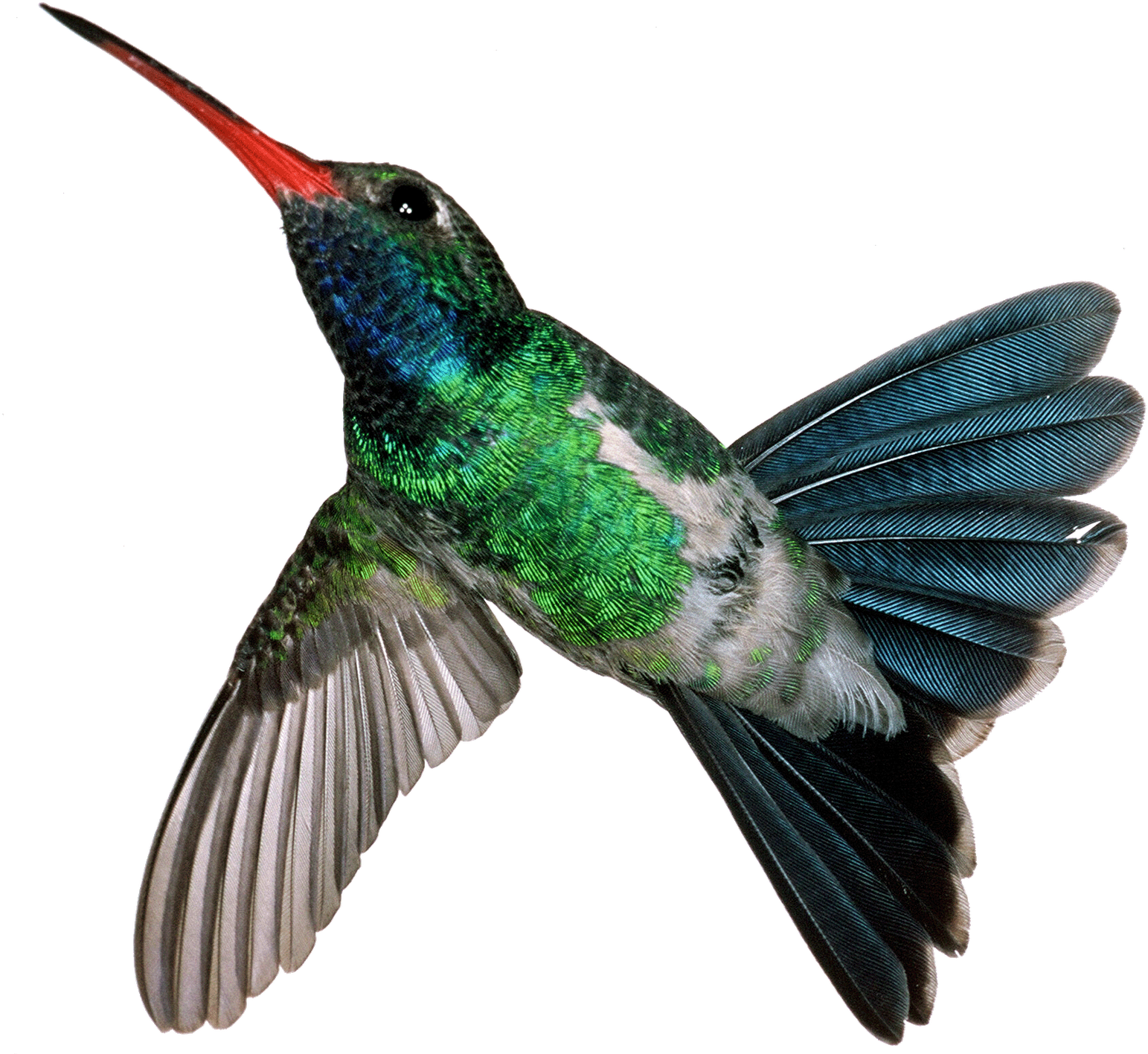 Hummingbird Mexican Violetear Motion Jpeg - Hummingbird Mexican Violetear Motion Jpeg (1600x1431)