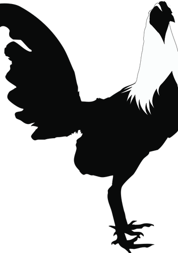 6855 Free Chicken Vector Silhouette Public Domain Vectors - Gallo Vector Silueta (353x500)