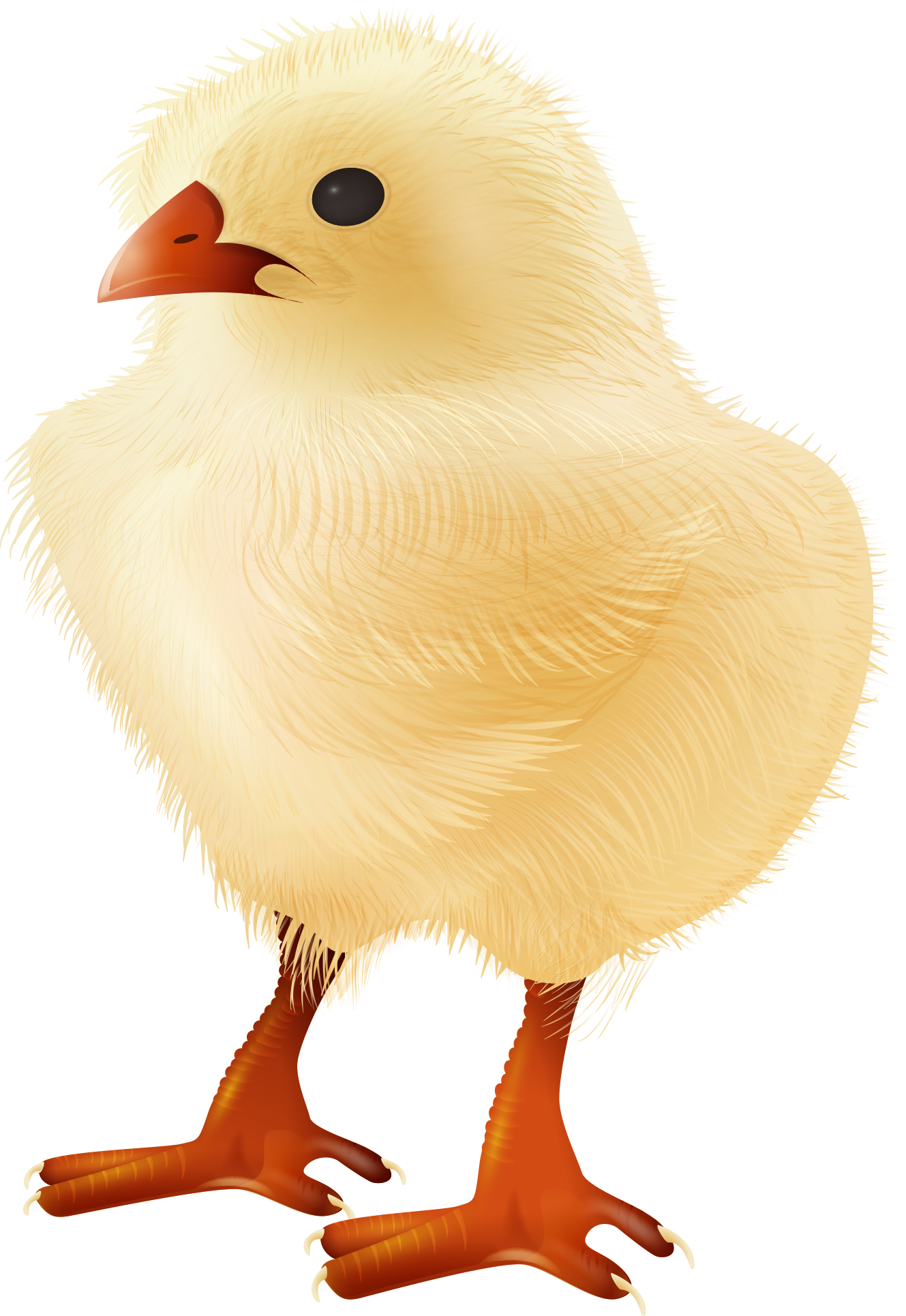 Yellow-hair Chicken Bird Clip Art - Chicken (1329x1930)