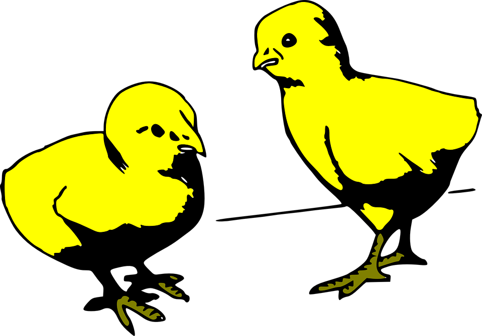 Two, Young, Cartoon, Chicken, Colored, Chick - Cartoon Baby Chicks Gif (960x671)
