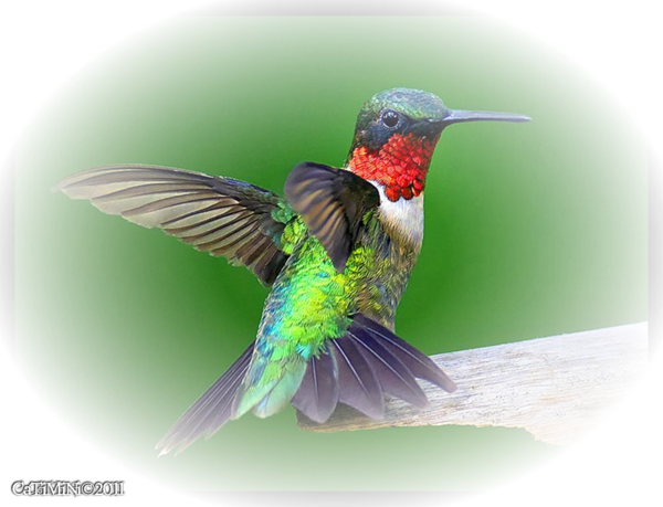 Centerblog - Hummingbird Colors (600x459)