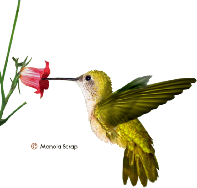 Changement D'adresse - Yellow Hummingbird (643x611)