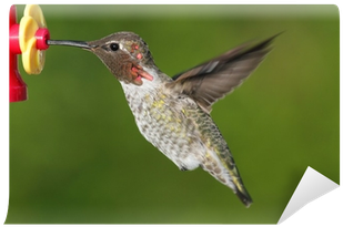 Annas Hummingbird Wall Mural • Pixers® • We Live To - Ruby-throated Hummingbird (400x400)