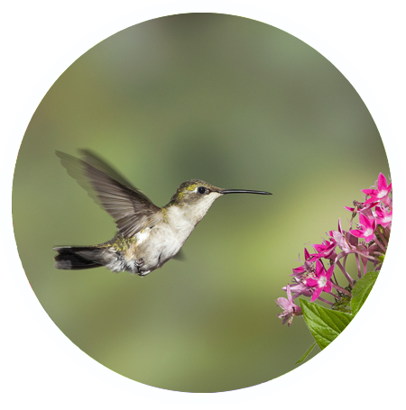Hummingbird Garden - Sensory Garden (450x455)