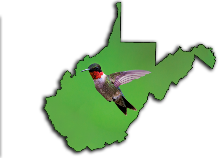 The Ruby-throated Hummingbird - The Ruby-throated Hummingbird (800x534)