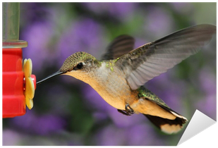 Ruby-throated Hummingbird At A Feeder Sticker • Pixers® - Ruby-throated Hummingbird (400x400)