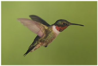 Male Ruby-throated Hummingbird Poster • Pixers® • We - Ruby-throated Hummingbird (400x400)