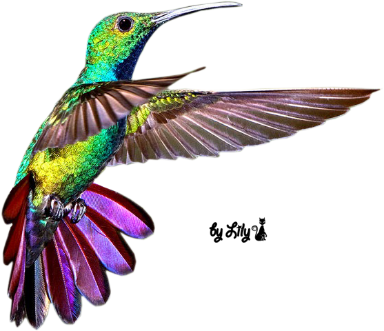 Tube Oiseau Mouche - Mywigo Wings 2 - 4 Gb - Unlocked (714x555)
