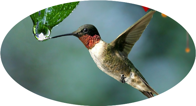 Su Vuelo Es Extraordinario, Puede Subir De Forma Vertical, - Hummingbirds [book] (640x354)
