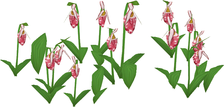 Spotted Lady's Slipper - Lily Of The Valley (725x725)