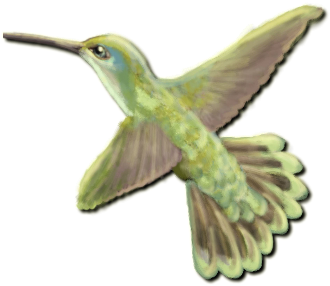 Ruby-throated Hummingbird (336x376)