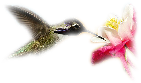 Ruby-throated Hummingbird (591x358)