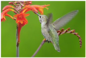 Poster Annas Hummingbird Som Matar På Crocosmia Blommor - Ruby-throated Hummingbird (400x400)