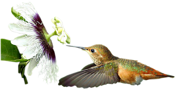 Centerblog - Колибри Фото (600x326)