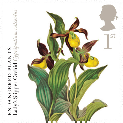 Lady's Slipper Orchid - Orchid Illustration (414x414)