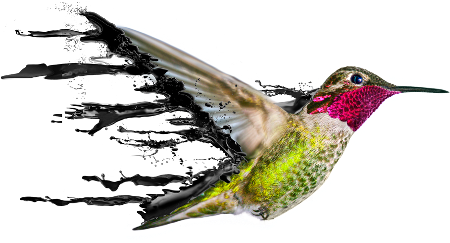 Did You Know - Ruby-throated Hummingbird (960x491)