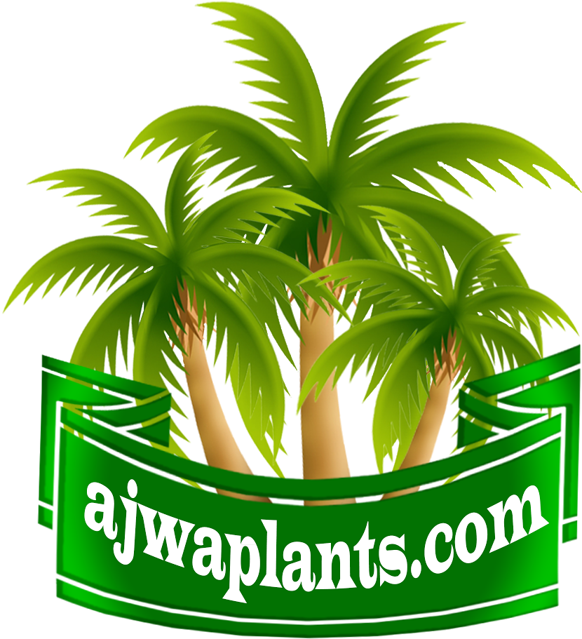 8 De 12 Paphiopedilum Bellatulum , Lady's Slipper, - Palm Tree Clip Art (843x930)