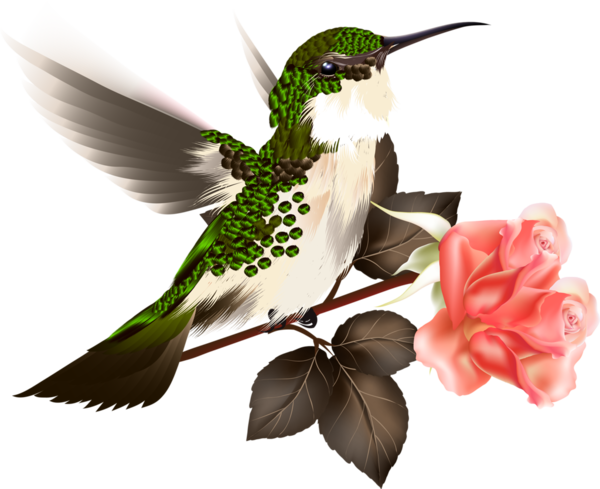 Hummingbird (600x489)