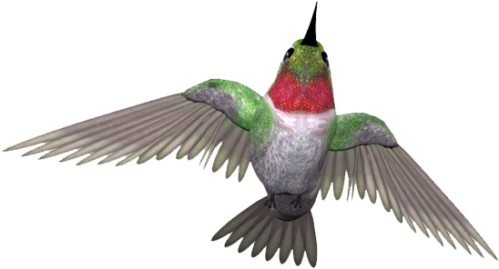 绿毛翡翠鸟免抠png素材 - Pajaros Con Las Alas Abiertas Png (600x590)