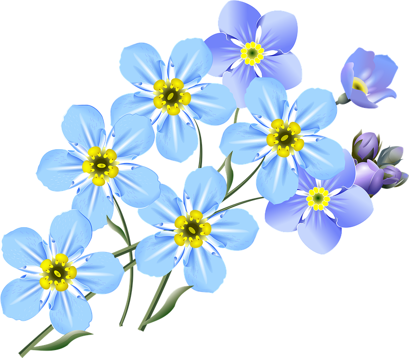 More Images Of Forget Me Not Clip Art Free - Forget Me Not Flower Drawing (1920x1681)