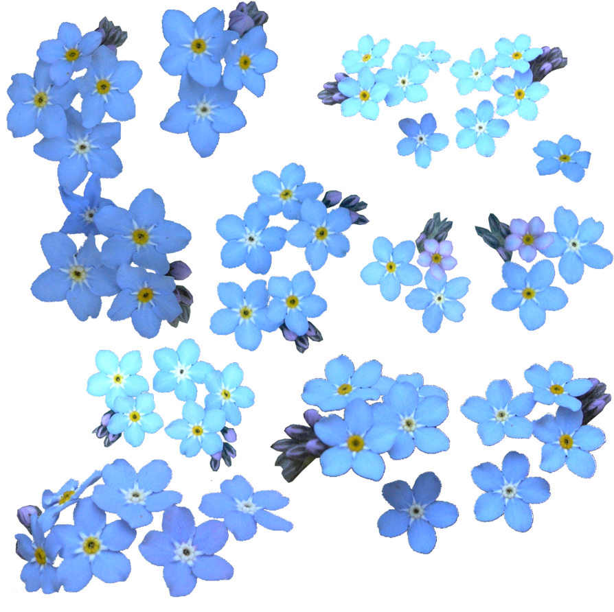 Forget Me Not Png Clipart - Clipart Forget Me Not Flower (900x900)