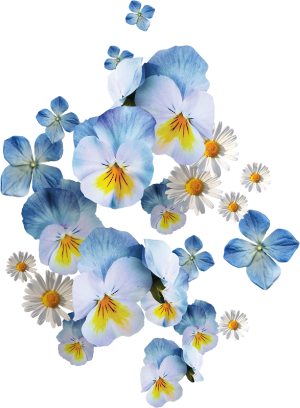 0 Ea7eb 6a7ea839 Orig - Голубые Цветы На Прозрачном Фоне (588x800)