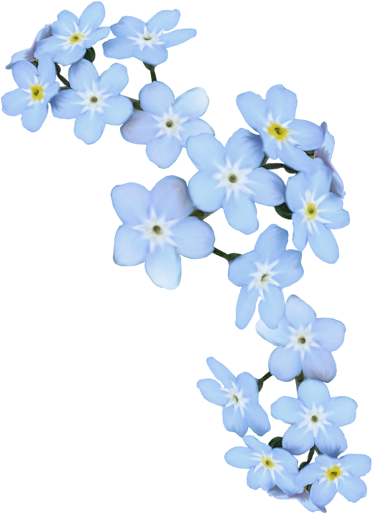 Some Forget Me Not Flowers In Water - The Holy King James Bible (595x800)
