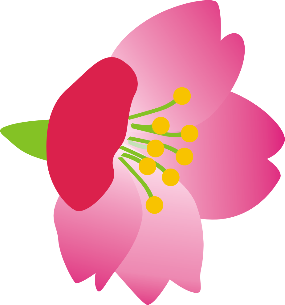 Png - 櫻花 (925x988)