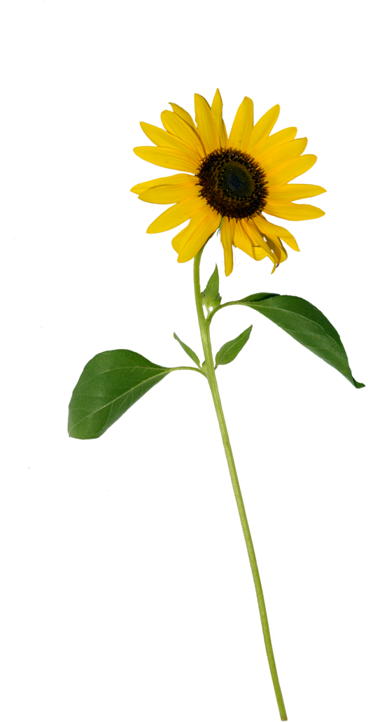 Sunflower Single Png Stock 0318 Copy By Annamae22 - Single Sunflower Flower Png (727x1098)
