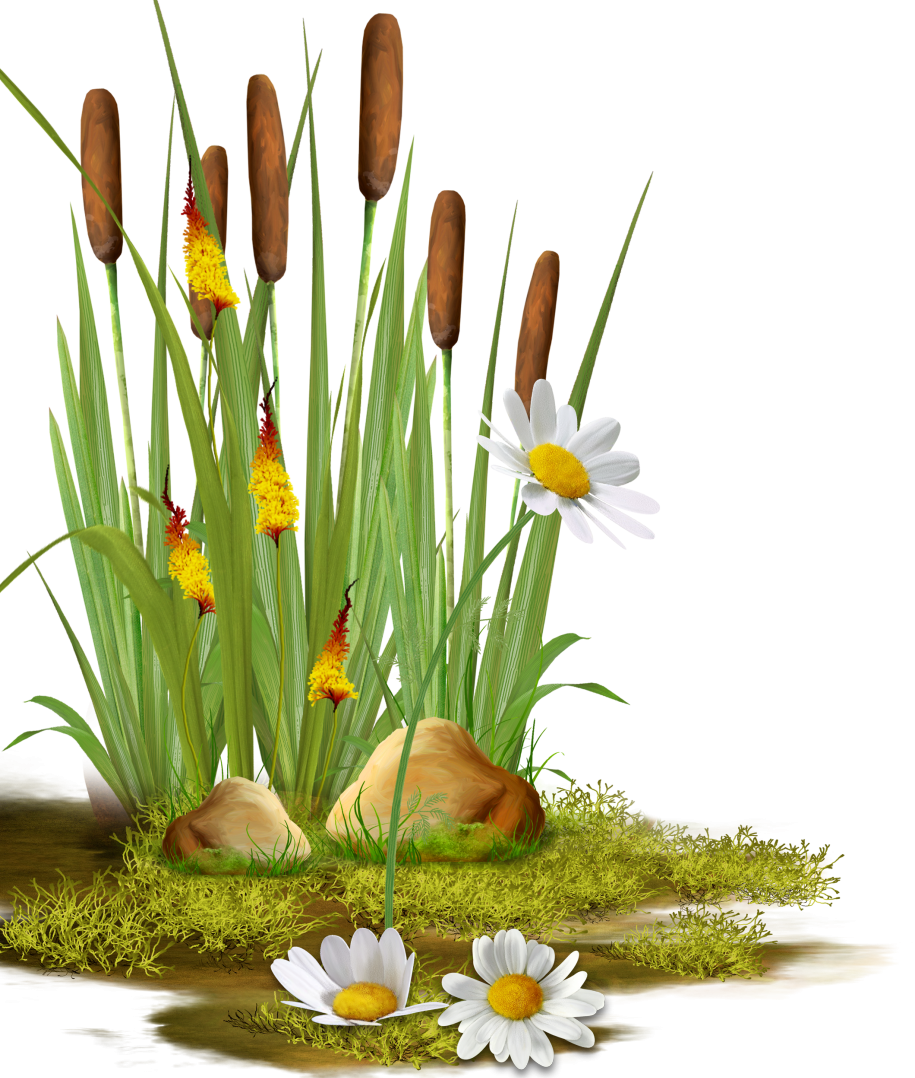 Reed Photography Clip Art - Reed Photography Clip Art (915x1078)