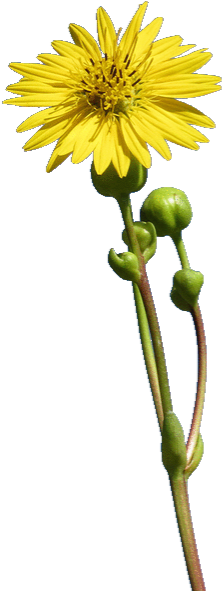 This Plant Has A Long, 2 To 5 Foot Stem With A Single - Single Stem Flower Png Transparent (242x598)