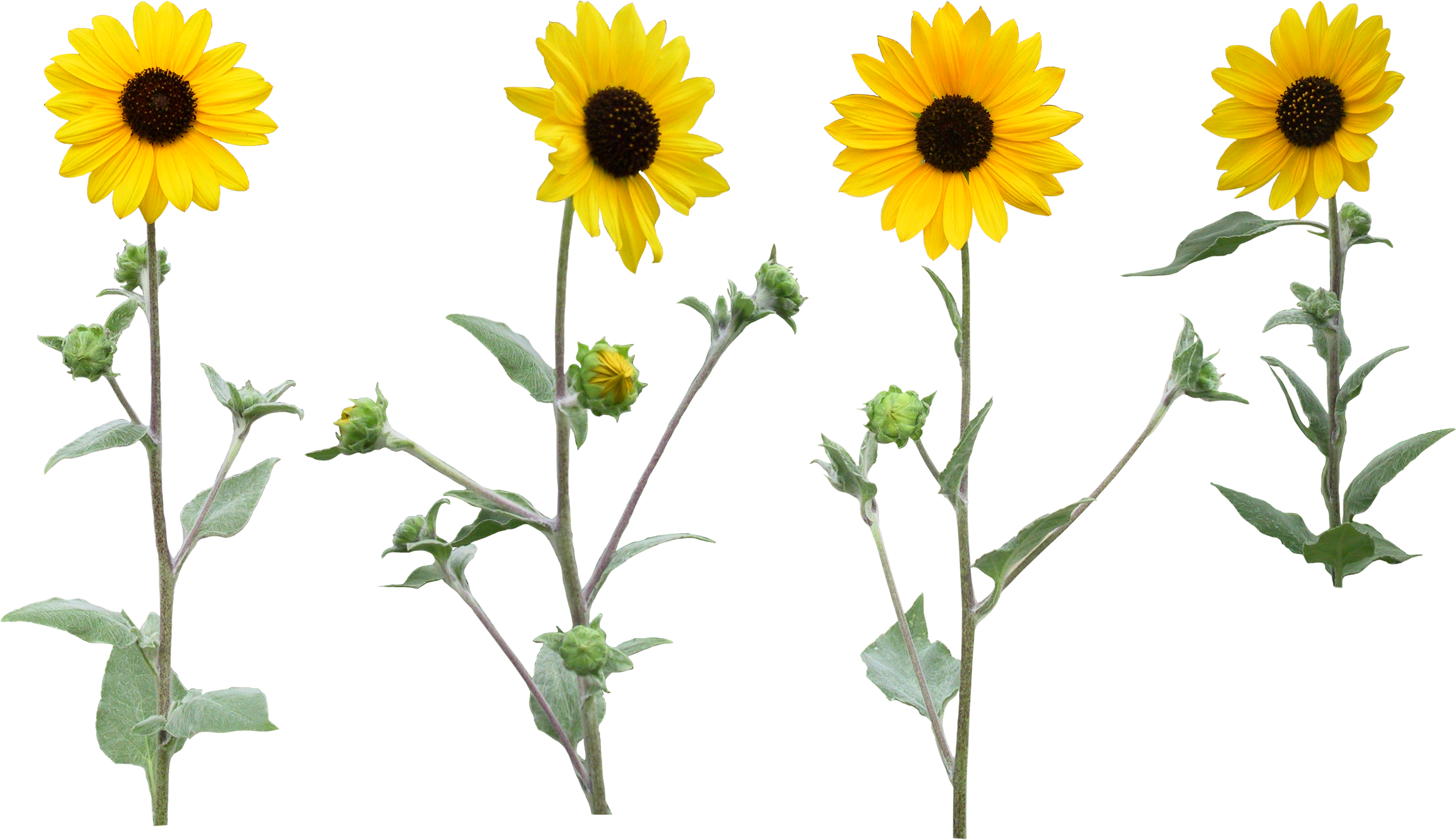Single Sunfloer Png With Leaf - Sun Flowers Png Transparent Background (2416x1492)