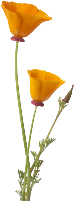 California Poppy Flower Bud - California Poppy Flower Bud (500x750)