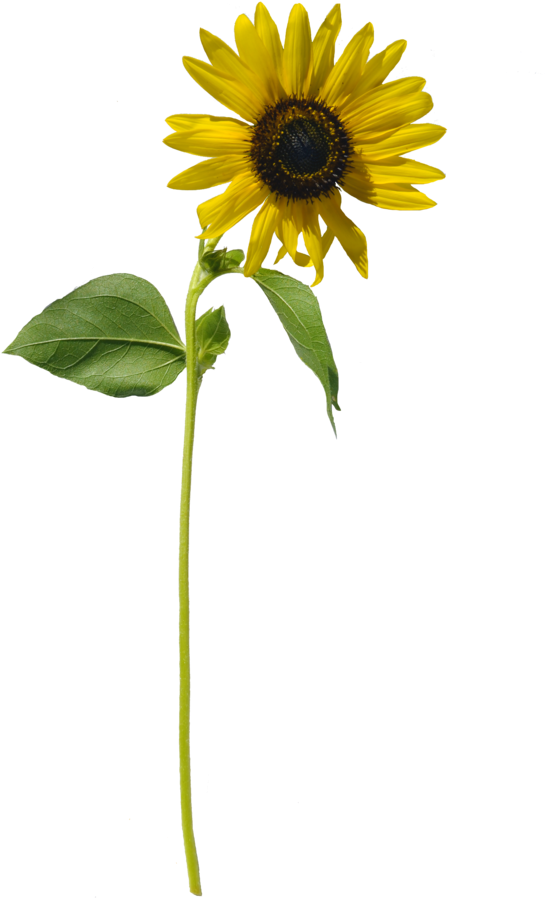 Sunflower Single Png Stock 0316 Copy By Annamae22 - Png Sunflowers Deviantart (727x1098)