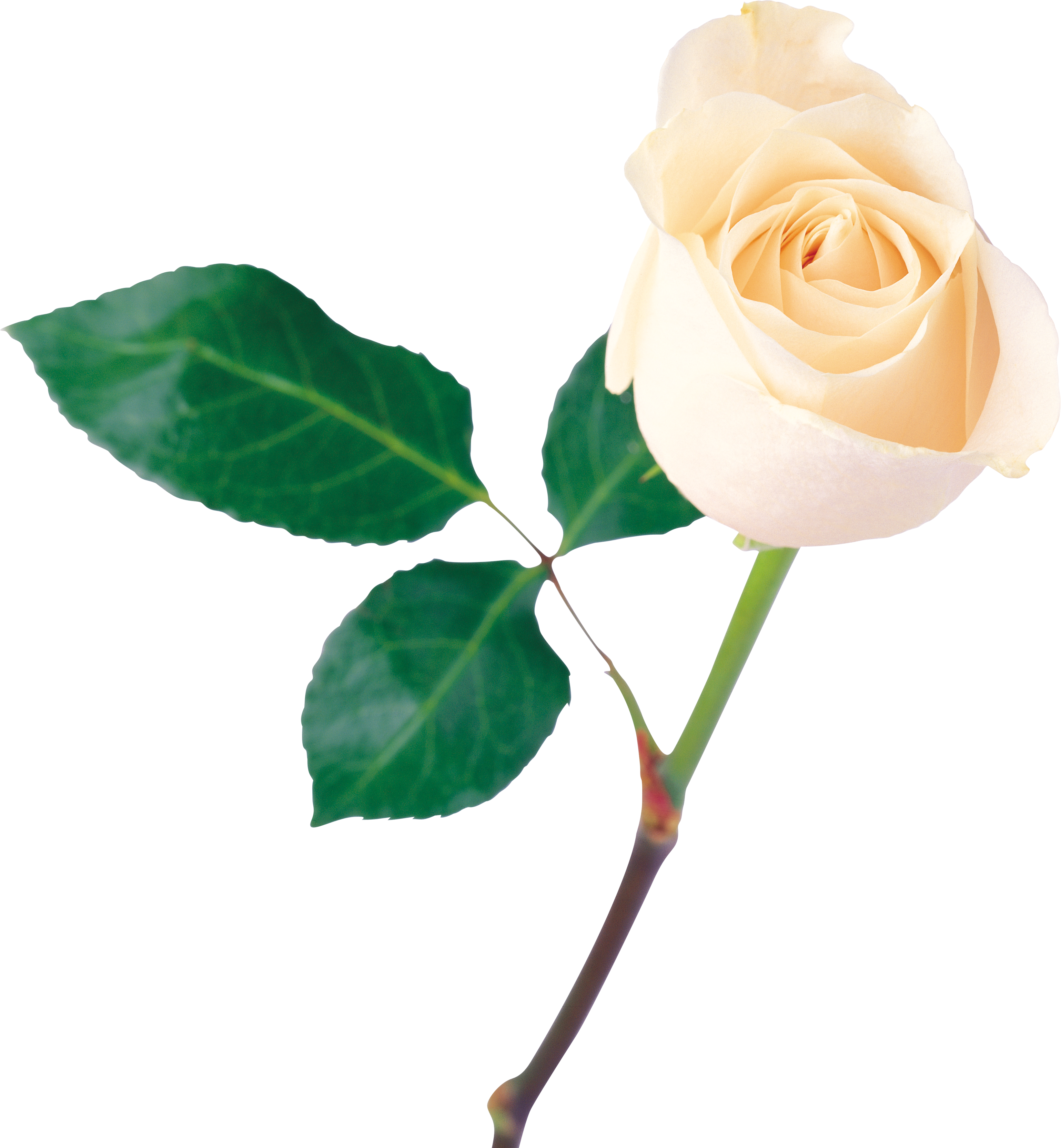 White Rose Png Image, Flower White Rose Png Picture - One White Rose Flower (3288x3558)